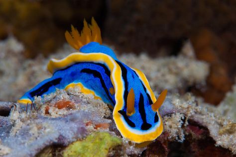 Nudibranchs (Encore) | WYPR Blue Sea Slug, Pokemon In Real Life, Sea Life Creatures, Nature Outfits, Molluscs, Beautiful Sea Creatures, Sea Slug, Ocean Fishing, Animal Groups