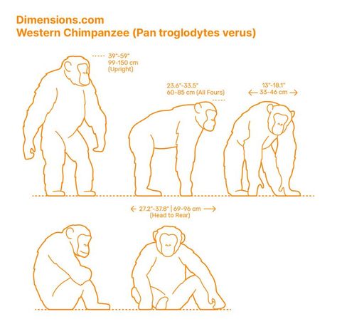 The Western Chimpanzee, or masked chimpanzee (Pan troglodytes verus) is a medium-sized chimp native to western Africa (as their name suggests). They are identifiable by their bare faces, hands, and feet. Their hands are more evolved than ours, with long fingers that help them climb. Western Chimpanzees are omnivores and love meat. Downloads online #apes #primates #mammals #animals Chimpanzee Illustration, Chimpanzee Drawing, Mammals Animals, Long Fingers, Shin Godzilla, Animals Information, Animal Illustration Art, Animal Anatomy, Animal Study