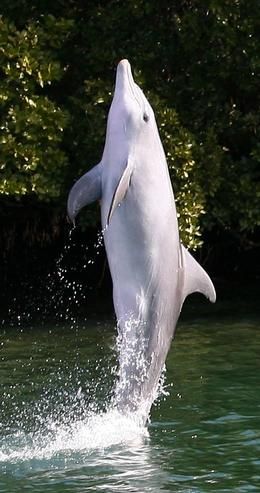 Dolphin. White Dolphin, Albino Animals, Bottlenose Dolphin, Manatees, Adelaide Australia, Water Animals, Photography Collection, Rare Animals, Marine Mammals