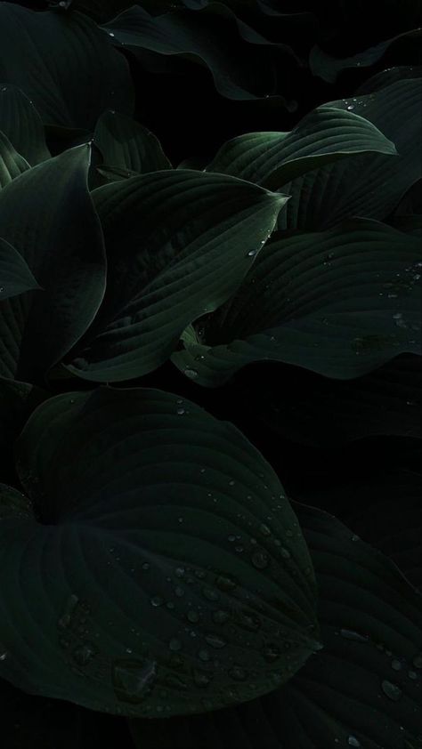 Leaves Wallpaper Iphone, Green Leaf Background, Dark Black Wallpaper, Dark Green Aesthetic, Wallpaper Green, Black Background Wallpaper, Slytherin Aesthetic, Plant Wallpaper, Plant Aesthetic