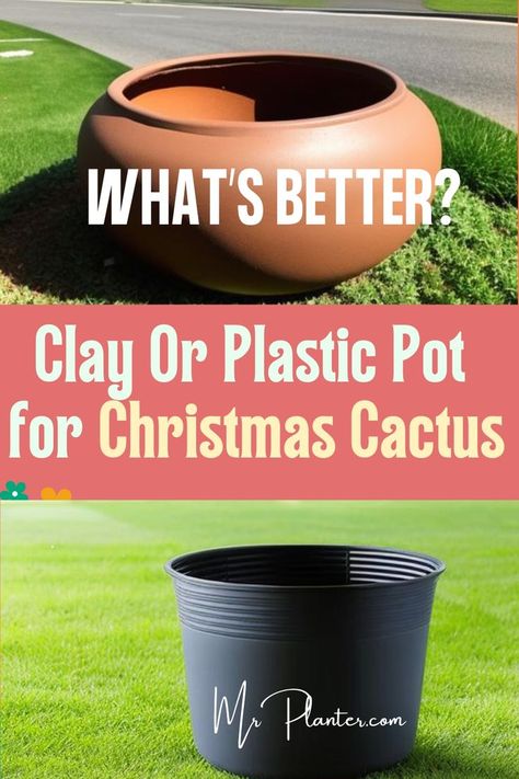 Clay Or Plastic Pot for Christmas Cactus Christmas Cactus Pot Ideas, Christmas Cactus Propagation, Ball Cookies, Christmas Cactus Care, Christmas Cactus Plant, Easter Cactus, Thanksgiving Cactus, Holiday Cactus, Cactus Plant Pots