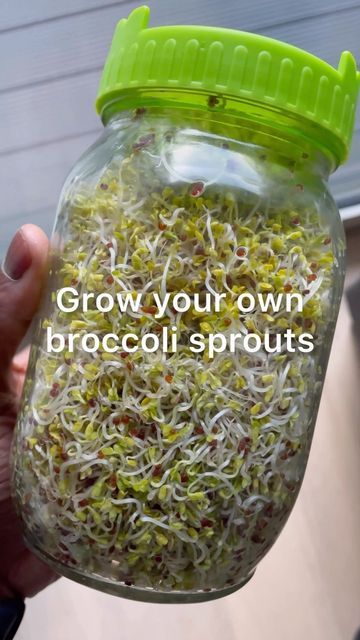 Broccoli Sprouts Benefits, Sprouts Benefits, Broccoli Health Benefits, Salad Garden, Most Nutrient Dense Foods, Sprouted Grains, Micro Greens, Broccoli Sprouts, Sprouts Farmers Market