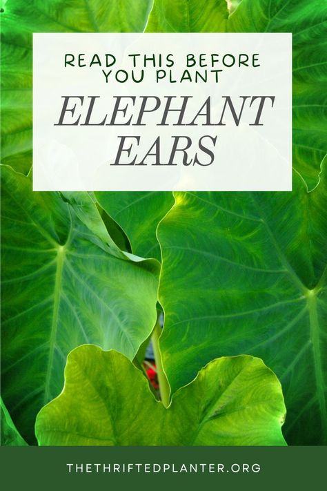 Elephant Ear Plants Landscape With Elephant Ears, Upright Elephant Ears Plants, How To Plant Elephant Ears In Pots, Elephant Ears Front Yard, Elephant Ear Garden Ideas, Types Of Elephant Ear Plants, Giant Elephant Ear Plant Landscaping, What To Plant With Elephant Ears, Landscaping With Elephant Ears