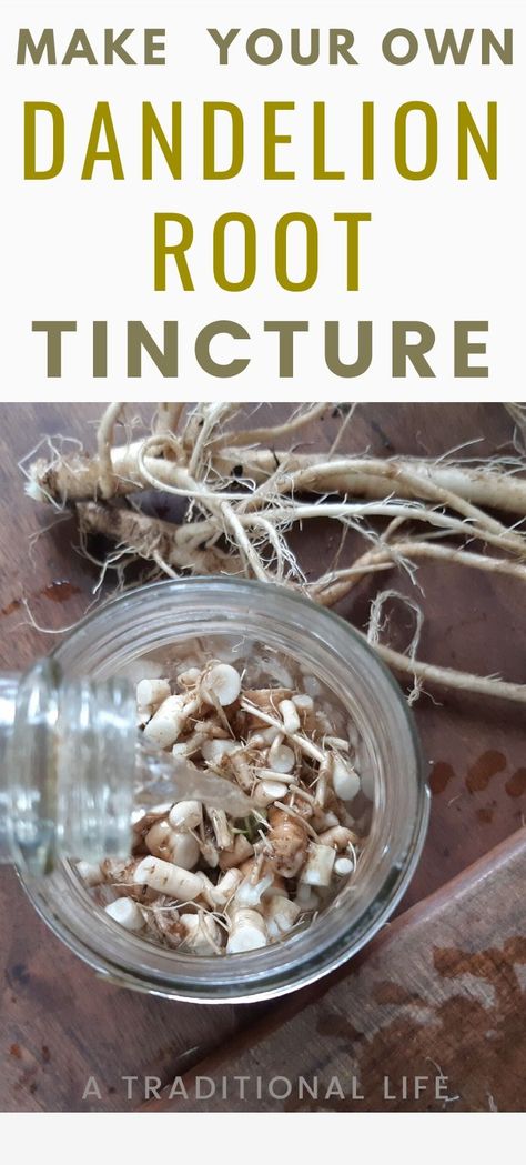 Dandelion Tincture, Dandelion Salve, Tinctures Recipes, Medicine Kit, Mushroom Benefits, Herbal Tinctures, Herbal Recipes, Herbal Apothecary, Dandelion Root