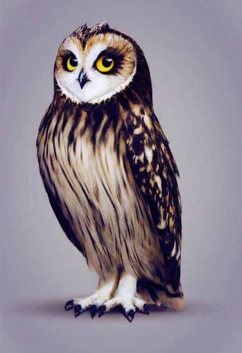 Guardians Of Ga'hoole, Legend Of The Guardians, Short Eared Owl, Owl Books, Miniature Schnauzer Puppies, Owl Logo, Owl Eyes, Owls Drawing, Beautiful Owl