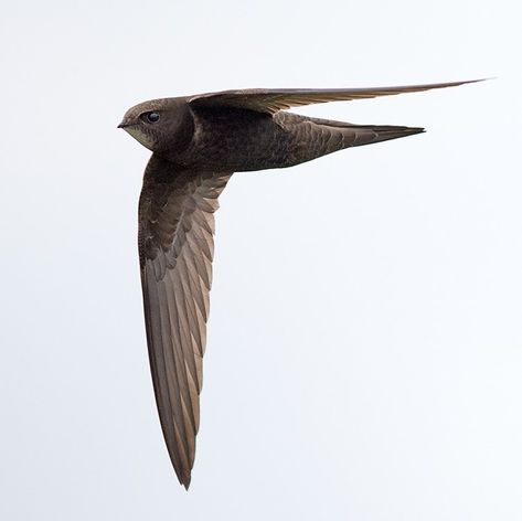 Common Swift by Andrew Moon - BirdGuides Swifts Birds, Common Swift, Swift Bird, Bird Identification, Insect Tattoo, Swallow Bird, Gold Poster, Rare Birds, Swallows