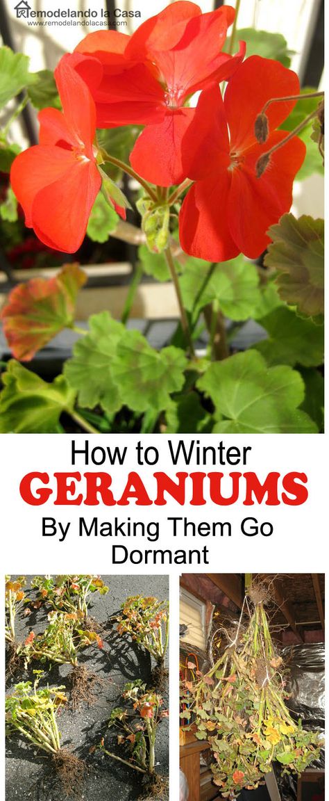 Winter Geraniums, Overwintering Geraniums, Geranium Plant, Overwintering, Winter Vegetables, Winter Plants, Wildflower Garden, Beautiful Flowers Garden, Container Plants