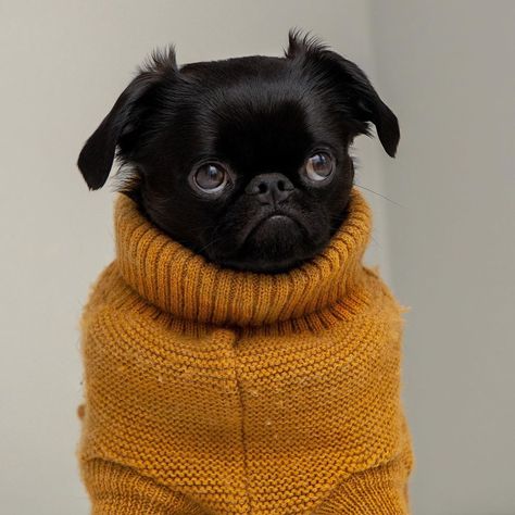 Lil’ Griffy Bob 🐾 on Instagram: “🐶💭 sweater season starts now!!! 🍂” Brussel Griffon, Puppies Cutest, Petit Brabancon, Griffon Dog, Every Dog Breed, Brussels Griffon, Big Sweaters, Black Pug, Sweater Season