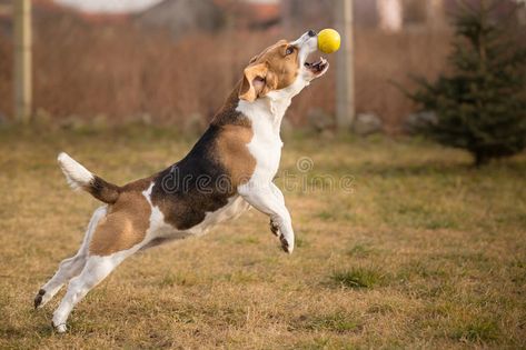 Dog Catching Ball, Active Dogs, Dogs Playing, Visual Library, Dog Playing, Ball Drawing, Watercolor Kit, Agility Training, Dog Ball