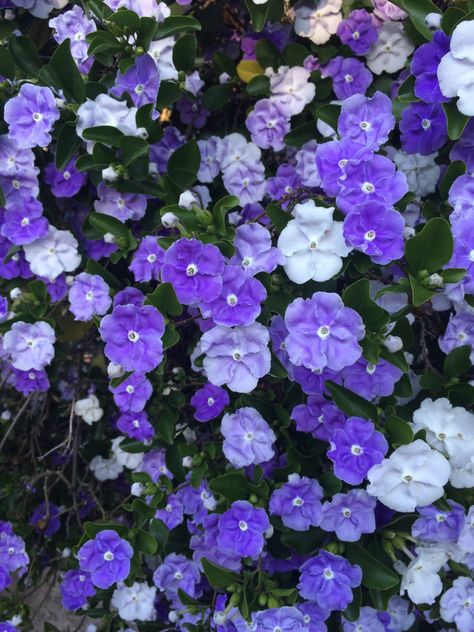 Yesterday, today & tomorrow - Brunfelsia latifolia Yesterday Today Tomorrow Plant, Today Tomorrow Yesterday, Yesterday Today Tomorrow, Yesterday And Today, Tropical Garden, Tattoo Inspo, Beaded Embroidery, Wedding Inspo, Blue Green