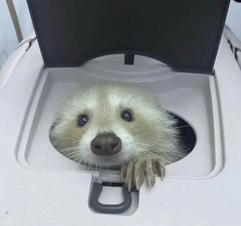 Albino Raccoon, Racoon Funny, Trash Pandas, Pet Raccoon, Cute Raccoon, Trash Panda, Pretty Animals, Silly Animals, Racoon