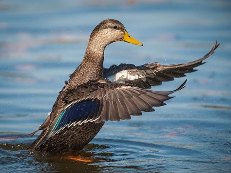 American Black Duck (Anas rubripes) Duck Mount, List Of Birds, Bird Control, Black Duck, Water Bodies, Duck Hunting, Floating In Water, Bird Species, Bird Watching