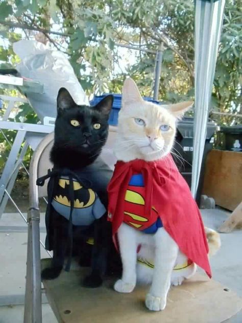 . Spiderman Batman Matching Pfp, Spiderman And Batman Matching Pfp, Superman Matching Pfp, Cars Matching Pfp, Batman And Spiderman Matching Pfp, Batman Matching Pfp, Cute Halloween Pfp, Batman Cat, Batman Love