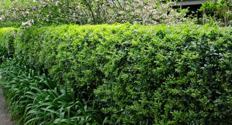 Bring your murraya hedge from the brink Murraya Hedge, Trees For Front Yard, Depth Perception, Hedging Plants, Front Garden Design, Front Yards, Easy Landscaping, Beautiful Outdoor Spaces, Icing On The Cake