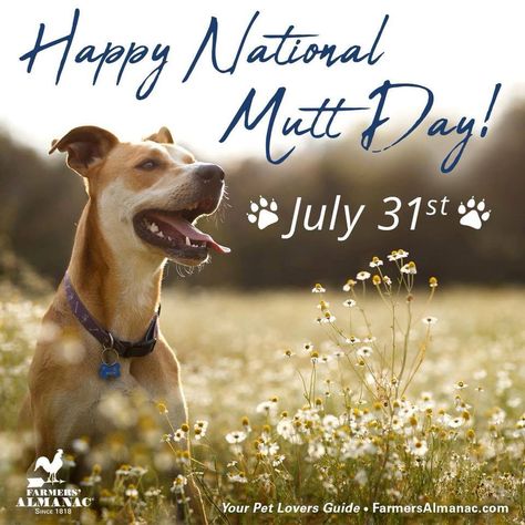 Happy National Mutt Day!!! National Mutt Day, National Celebration Days, National Pet Day, Celebration Day, Pet Day, National Day, Animal Hospital, Happy Animals, Good Day