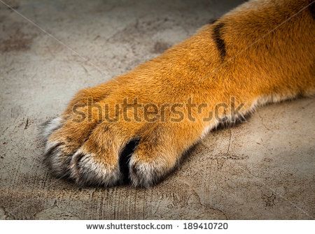 tiger paw Tiger Paws, Tiger Paw, Cat Reference, Anatomy Reference, Book Inspiration, Photo Reference, Big Cats, Animal Art, Feline