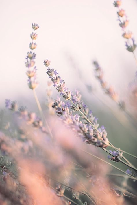 Lavender Mood Board Aesthetic, Lavender Asthetics Photos, Pastel Lavender Aesthetic, Light Purple Pictures, Lavender Plant Aesthetic, Soft Lavender Aesthetic, Lavender Mood Board, Lacey Aesthetic, Lavanda Aesthetic