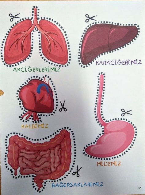 Human Body Science Projects, Human Body Crafts, Human Body Projects, Human Body Science, Human Body Activities, Biology Projects, Science Crafts, Medical School Essentials, Science Projects For Kids