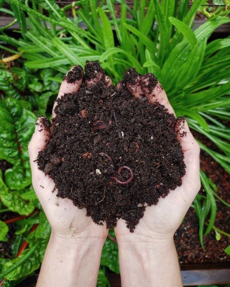 How to Fill a Raised Garden Bed: Build the Perfect Organic Soil ~ Homestead and Chill Fill A Raised Garden Bed, Composting 101, Building Raised Garden Beds, Composting At Home, Building A Raised Garden, Compost Tea, Organic Soil, Landscaping Supplies, Hydroponics System