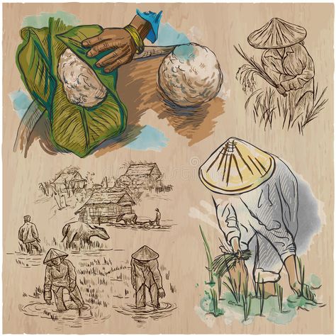 Rice crop. Agriculture. An hand drawn vector set. stock illustration Rice Farming Illustration, Agriculture Sketch, Agriculture Drawing, Ghibli Sketches, Agriculture Illustration, Crop Production And Management, Rice Illustration, Rice Crop, Agriculture Design