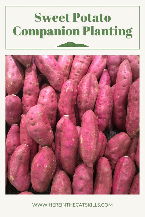 Potato Companion Plants, Grow Sweet Potatoes, Sweet Potato Slips, Sweet Potato Plant, Container Potatoes, Potato Gardening, Gardening Tricks, Grow Potatoes, Growing Sweet Potatoes