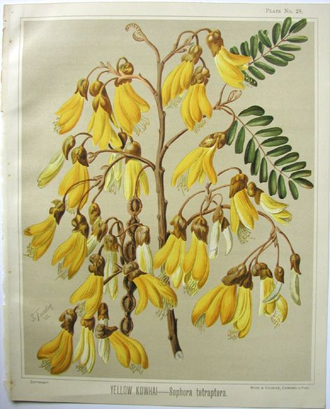 Sarah Featon, Yellow Kowhai - Sara FEATON  Hand-coloured engravings from The Art Album of New Zealand Flora, 1889. It contained descriptions of the native flowering plants of New Zealand and the adjacent islands. Pohutukawa Tattoo, Kowhai Tree, New Zealand Plants, Nz Native Plants, Vintage Plants, Wine Branding, Botanical Artists, Nz Art, Free Illustration Images