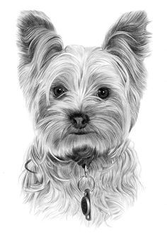 Yorkie Painting, Dogs Drawing, Puppy Obedience Training, Positive Dog Training, Easiest Dogs To Train, Basic Dog Training, House Training Dogs, 강아지 그림, Dog Training Videos