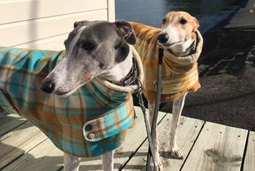 Greyhounds Clothes, Dog Jackets, Greyhound Collar, Greyhound Dog, Grey Hound Dog, Dog Jacket, Dog Sweaters, Greyhound, Sweater Coats