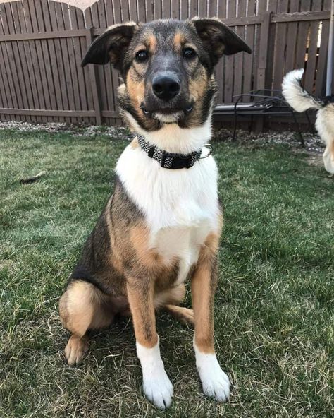 The Shollie: All about the Border Collie German Shepherd Mix - K9 Web German Shepherd Border Collie, Beagle Poodle Mix, Border Collie German Shepherd, German Shepherd Mix Puppies, Beagle Mix Puppies, Shepherd Mix Puppies, Poodle Mix Dogs, English Shepherd, Best Dogs For Families