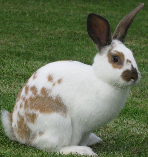 Nice coat English Spot Bunny, Spotted Rabbit, Bunny Breeds, English Spot Rabbit, Rabbit Season, Rabbit Pictures, Rabbit Breeds, Rabbit Colors, Beautiful Rabbit