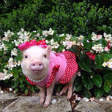 Mini pig wearing red polka dot dress outfit Dress Off Shoulder Long, Pig Care, Micro Pigs, Teacup Pigs, Pig Pictures, Cute Piglets, Guinea Pig Care, Mini Pigs