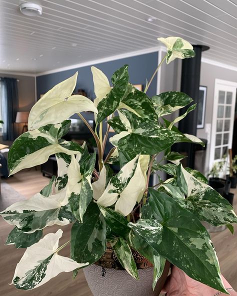 How to Grow and Care for Syngonium Albo Variegata Variegated Syngonium, Syngonium Albo, Arrowhead Vine, Plant Friends, Inside Plants, Variegated Plants, White Princess, Plant Aesthetic, House Plant Care