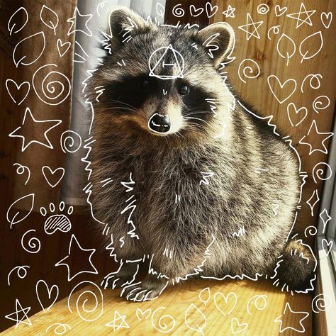 Raccoon And Possum Matching Pfp, Raccoon Mask Therian, Raccoon Therian Mask, Therian Raccoon, Racoon Therian, Raccoon Therian, Animal Pfps, Raccoon Mask, Raccoon Skull