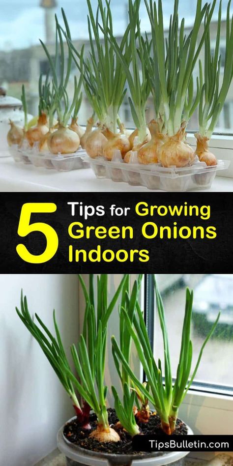 Indoor Green Onion Growing - Quick Tricks for Caring for Green Onions How To Grow Onions Indoors, Regrow Green Onions In Water, Growing Green Onions Indoors, How To Regrow Green Onions, How To Grow Green Onions Indoors, Grow Green Onions From Scraps, How To Grow Green Onions, Green Onions In Water, Planting Green Onions