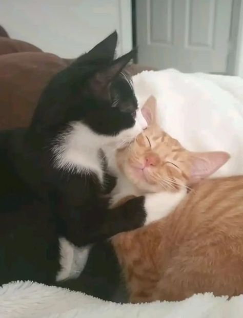 Black And Orange Cats Duo, 2 Cats Kissing, Orange Cat And Tuxedo Cat, Orange And Black Cat Matching Pfp, Black And Orange Cat Duo, Orange And Black Cat Duo, 3 Cats Together, Ginger And Black Cat, 2 Cats In Love