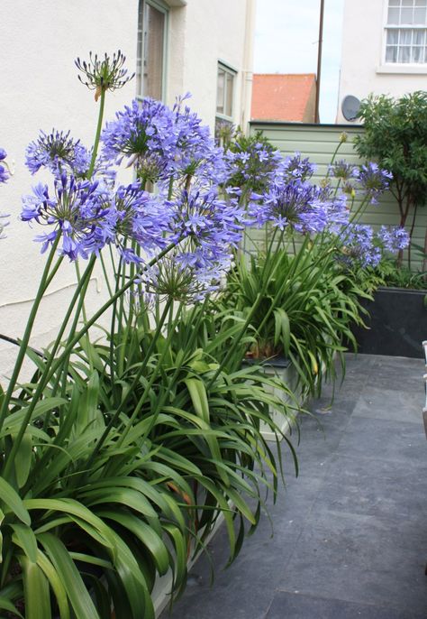 Agapanthus Border, Agapanthus Landscaping, Agapanthus In Pots, Agapanthus Garden, Agapanthus Plant, Agapanthus Africanus, Garden Tub, Garden Borders, Tropical Style