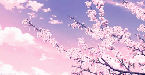 Cerisier Fleur Cherry Blossom GIF - CerisierFleur CherryBlossom Japan - Discover & Share GIFs Cherry Blossom Gif, Anime Cherry Blossom, Gif Background, Cherry Blossom Wallpaper, Cherry Blossom Japan, Cute Laptop Wallpaper, 얼굴 그리기, Sakura Tree, Japan Aesthetic