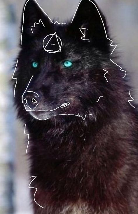 Wolf Therian, Wolf Wallpaper, Wallpaper Cave, Black Wolf, Wallpapers, Black And White, Iphone, White, Black