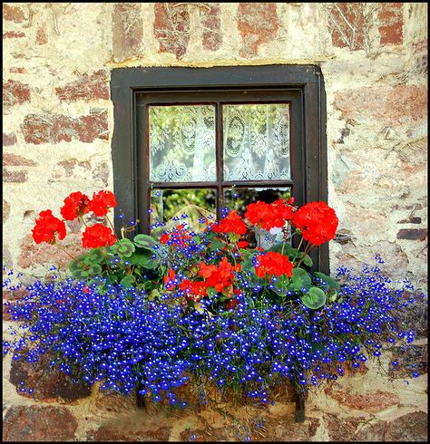 From Birds & Blooms reader Jane Bullard Horn: "Red geraniums with blue Lobelia flowing all around,beautiful together." (Photo by Goby 1 via Flickr) Summer Window, Window Box Flowers, Red Geraniums, Flower Window, Window Planter Boxes, Beautiful Windows, Garden Containers, Garden Windows, Window Boxes