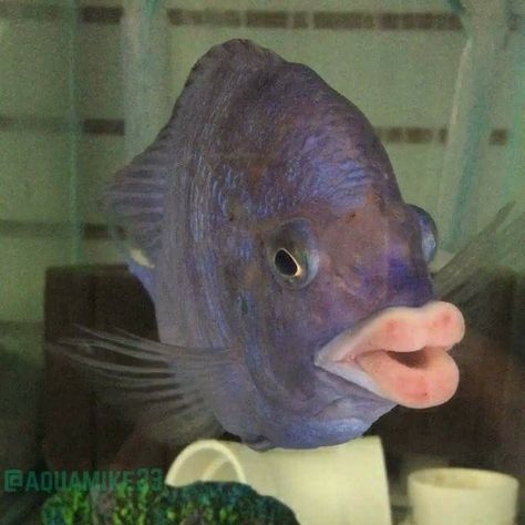 The lips are real! Placidochromis Phenochilus (Mdoka' fish) Fish Human, Large Lips, Human Teeth, Ni Idea, Water Animals, Love Your Pet, Fishing Humor, Sea Life, Fish Pet