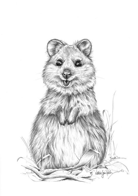 Quokka Drawing, Quokka Animal, Natalie Jane, Drawing Happy, Bird Sketch, Animal Drawings Sketches, Australian Wildlife, Grey Art, Australian Animals