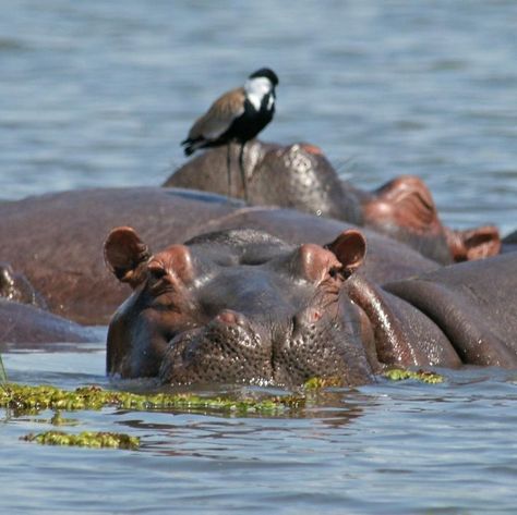 Murchison Falls is more than a waterfall. It's a gateway to adventure, wildlife, and history! Book a safari today: https://www.murchisonfallsnationalparkuganda.com/ #Murchisonfalls #murchisonfallsuganda #murchisonfallsinuganda #murchisonnationalpark #murchisonfallspark #murchisonPark #murchisonfallsnationalpark Murchison Falls, Queen Elizabeth Park, Cycling Touring, History Book, Rare Birds, Cool Pools, Zebras, Pool Party, Queen Elizabeth