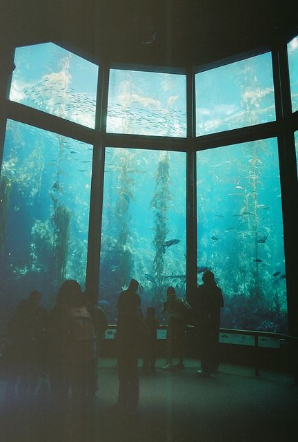 HUGE aquarium. I wanna go Monterey Bay Aquarium, Long Shadow, Monterey Bay, Bioshock, Monterey, Under The Sea, Beautiful Photo, New World, Places To Go