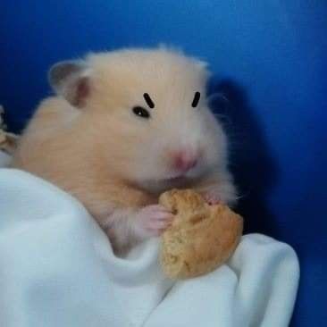 Angry Hamster, Hamster Aesthetic, Funny Hamsters, Cat Species, Hams, Cute Hamsters, Hamsters, Rodents, Nature Animals