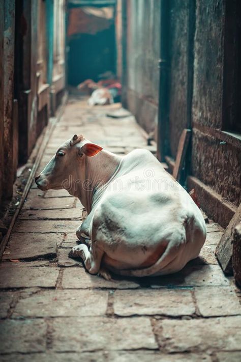 A Skinny Indian White Cow Is Lying On The Rocks In The Middle Of An Alley. Streets Of India Stock Image - Image of building, culture: 186282339 Cows Indian, Indian Cow, Live Sketching, City Life Photography, White Cow, Cow Calf, The Middle, Bird Drawings, New Media