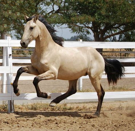 Friesian x Andalusian Buckskin Friesian, Warlander Horse, Buckskin Horses, Horse Colours, Buckskin Horse, Warmblood Horses, Mustang Horse, Horse Boarding, Most Beautiful Horses