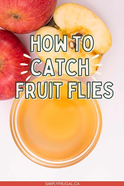 Catch Fruit Flies In House, How To Remove Fruit Flies, Essential Oils To Get Rid Of Fruit Flies, Where Do Fruit Flies Come From, Catch Fruit Flies, Fly Spray, Fruit Fly Trap, Fruit Flies, Frugal Living