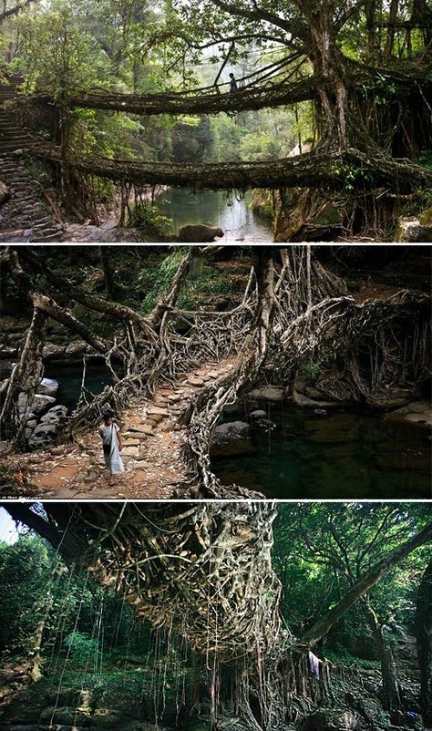 Root Bridges in India Ancient Bridge, Rubber Tree, The Villages, Over The River, Bhutan, To Infinity And Beyond, The Roots, India Travel, Pretty Places