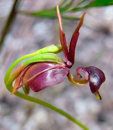 10 Unusual Orchids That Look Like Monkeys And Other Animals | Weird Orchids Flying Duck Orchid, Duck Flower, Flying Duck, Orchid Seeds, Garden Plant Pots, Growing Orchids, Monkey Face, Rare Flowers, Beautiful Orchids