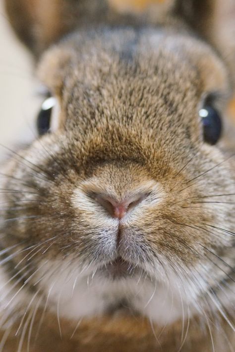 Holland Lop Rabbit, Cutest Bunny Ever, Lop Rabbit, Beautiful Rabbit, Deer Photos, Love Bunnies, Rabbit Rabbit, Cute Rabbits, Cute Bunnies